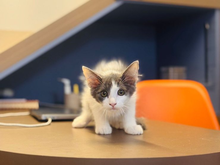 Gatinho sobre o arranhador da sala de atendimento da Doctor Cat